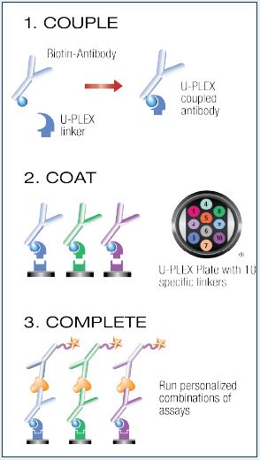 Immuno-Oncology U-PLEX Protocol